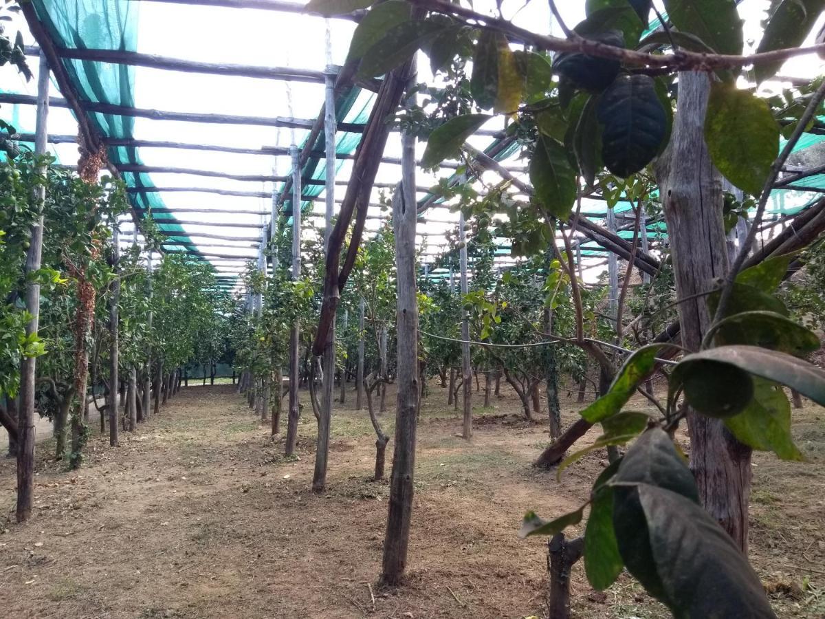 Anna Belle Elegant Agriresort Sorrento Luaran gambar